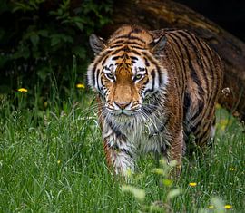 Majestic Amur Tiger: The Power and Beauty of the Wilderness by Triki Photography