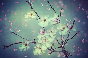 Spring Magnolia von Steffen Gierok