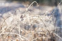Winter Bokeh
