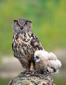 Chouette aigle avec son petit. sur Larissa Rand