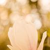 Lentebloesem magnolia 2 van Joske Kempink