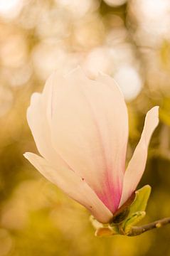 Lentebloesem magnolia 2 van Joske Kempink