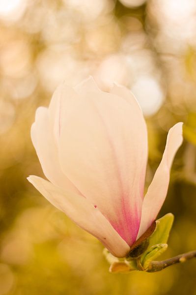 Fleur de printemps magnolia 2 par Joske Kempink