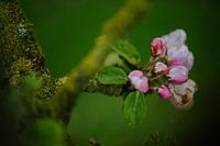 Appelbloesem bijna uit de knop