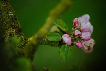 Apfelblüte fast aus der Knospe von Nickie Fotografie