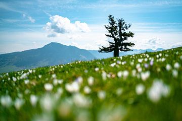 Krokuswiese am Mittagberg mit Blick auf den Grünten von Leo Schindzielorz