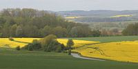Koolzaadvelden in de Ardennen by Rob Hendriks thumbnail