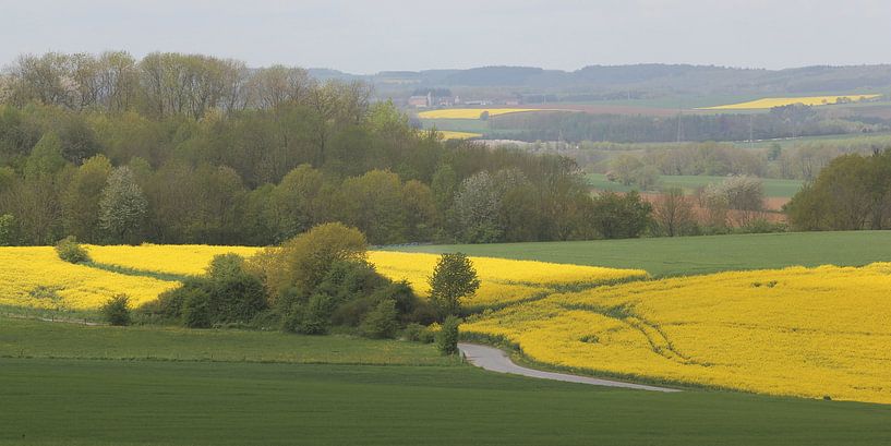 Koolzaadvelden in de Ardennen by Rob Hendriks