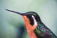 Colibri