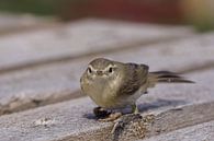 Vogel von Ines Thun Miniaturansicht