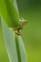 Tree frog on reed stem in green