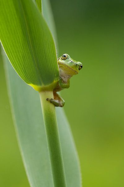 Grenouille arboricole sur tige de roseau en vert par Jeroen Stel