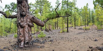 Canarische pijnbomen, Arena Negras, Tenerife van Walter G. Allgöwer