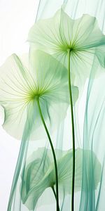 Danse des fleurs