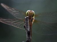 Libelle