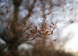 Spring: white blossoms in the wind (Spring)