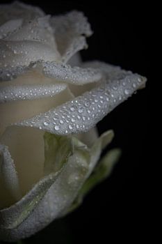 Weiße Rose mit Wassertröpfchen .