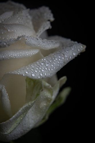 Witte roos met water druppeltjes .