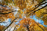 Nature's brushes