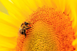 Bumblebee on a sunflower