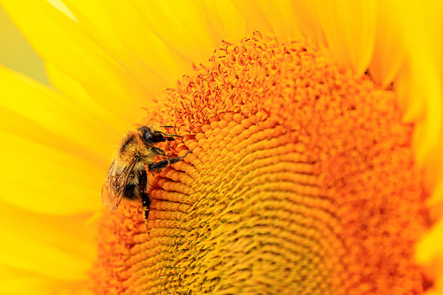 Bumblebee on a sunflower