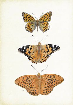 Butterflies, Pearl butterflies, Thistle butterfly, Emperor's mantle, Argus by Jasper de Ruiter