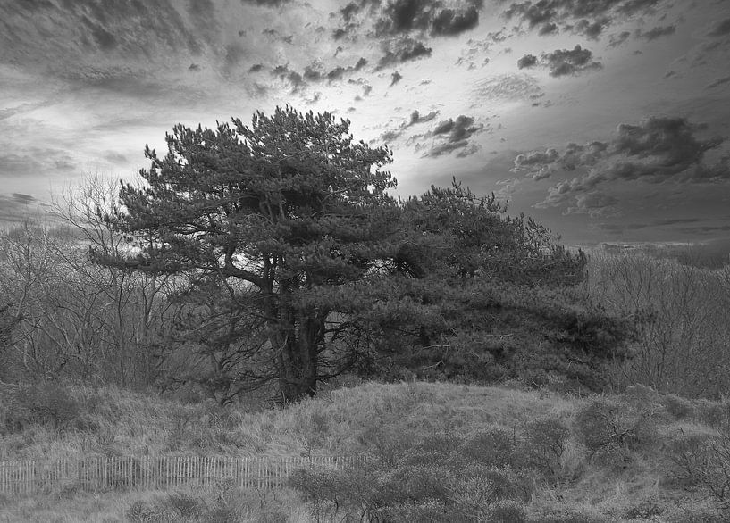 Baum in Zeeland in schwarz und weiß von Jose Lok
