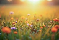 Field of flowers at sunset