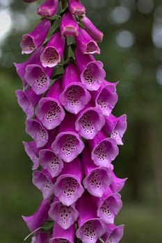 Vingerhoedskruid