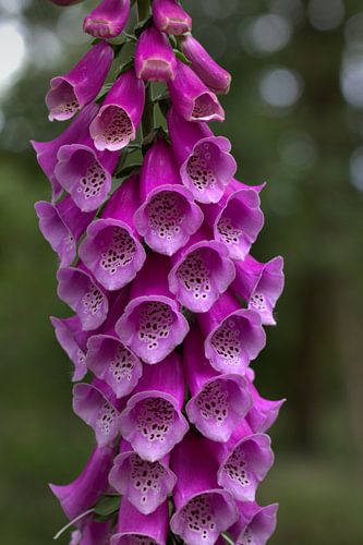 Vingerhoedskruid