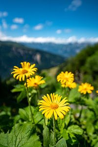 Gele bloemen in de Zwitserse Alpen van Leo Schindzielorz