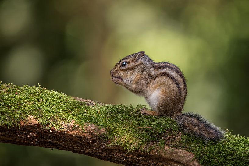 Siberisch grondeekhoorntje van Peter R