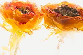 Rot-Gelbe Rose in Eis 2 von Marc Heiligenstein