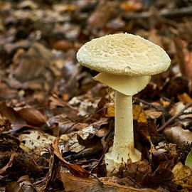 giftiger gelber Knollenblätterpilz im Wald von Heiko Kueverling