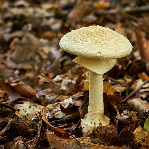 amanite jaune toxique dans la forêt