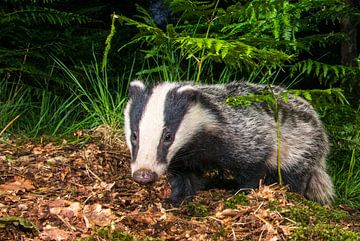 Curious Badger (Meles meles) in a dark oak forest by Nature in Stock