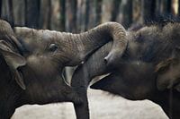 Playing elephants