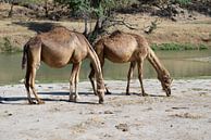 Kamele von Alphapics Miniaturansicht