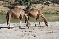 Camels