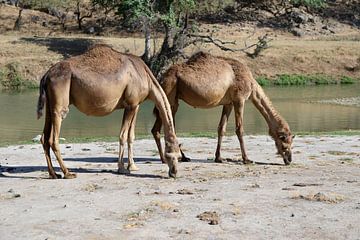 Kamelen van Alphapics