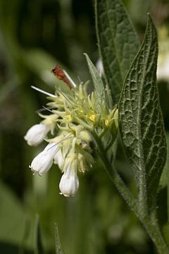 De gewone smeerwortel (Symphytum officinale) is een vaste plant uit de van W J Kok