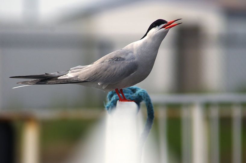 Geniepige Visdief by Elias Vercruysse