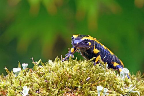 Feuersalamander von Wiltrud Schwantz
