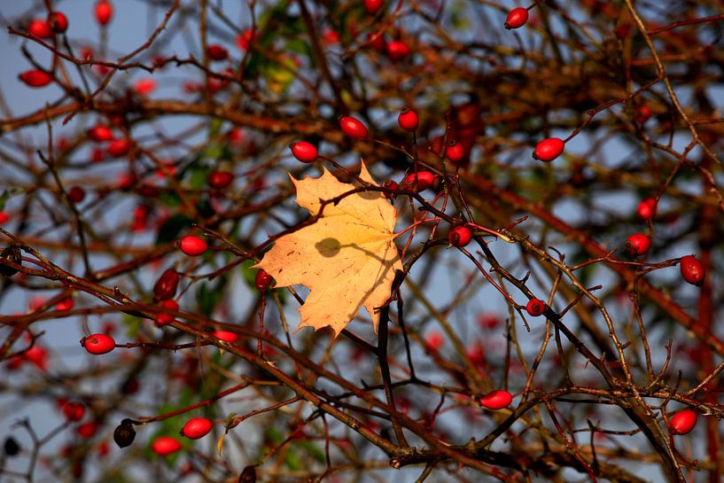Rose hips and maple leaf by Thomas Jäger