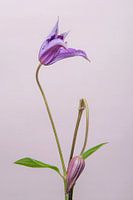 Clematis/bloem /flower/ geknakt /broken