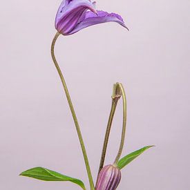 Clematis/bloem /flower/ geknakt /broken von Corinne Cornelissen-Megens