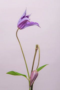 Clematis/bloem /flower/ geknakt /broken von Corinne Cornelissen-Megens