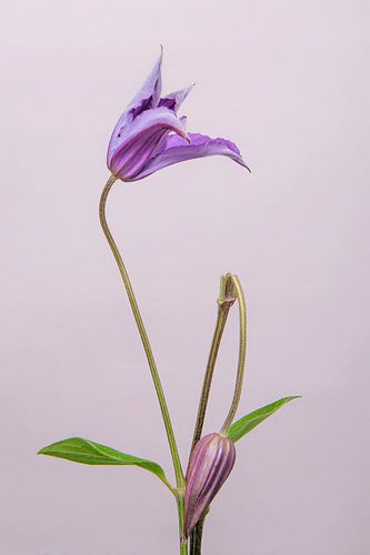 Clematis/bloem /flower/ geknakt /broken