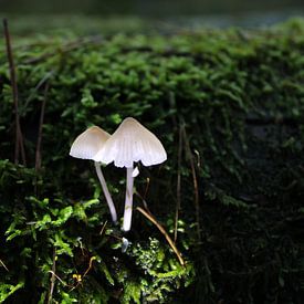 Paddestoel met lichtje van Mischa Verhoeven