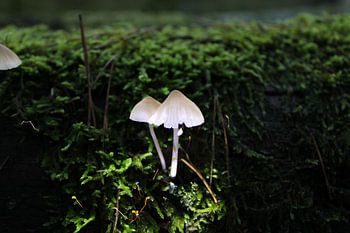 Champignon avec lumière